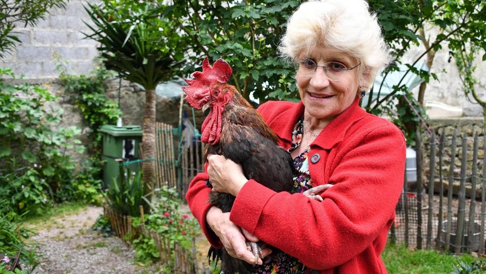 Insólito fallo de la Justicia Francesa: autorizó a un gallo a seguir cantando en las mañanas | Internacionales