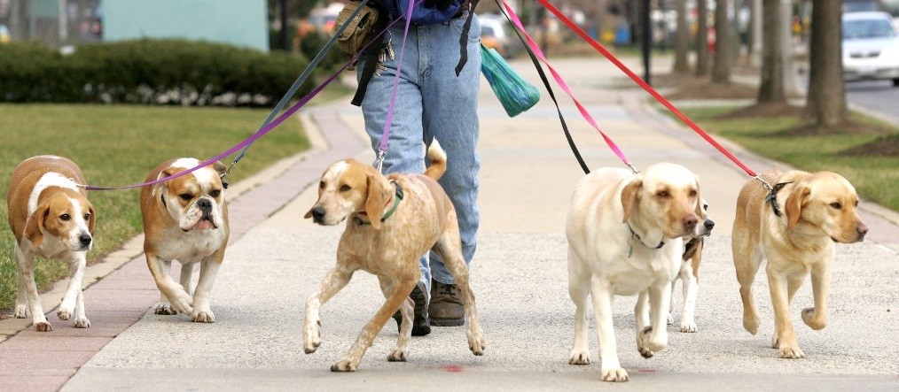 Impuesto a los dueños de perros para limpieza de veredas, perrera y otros gastos que generan | Curiosidades