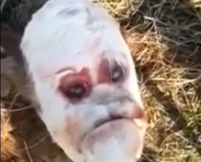 Video: nació un ternero con rostro humano | Curiosidades