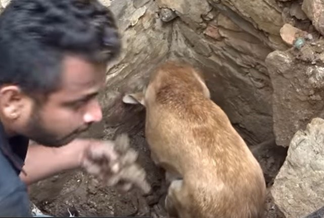 Video: la desesperación de una perra por salvar a sus cachorros sepultados en un derrumbe | Internacionales