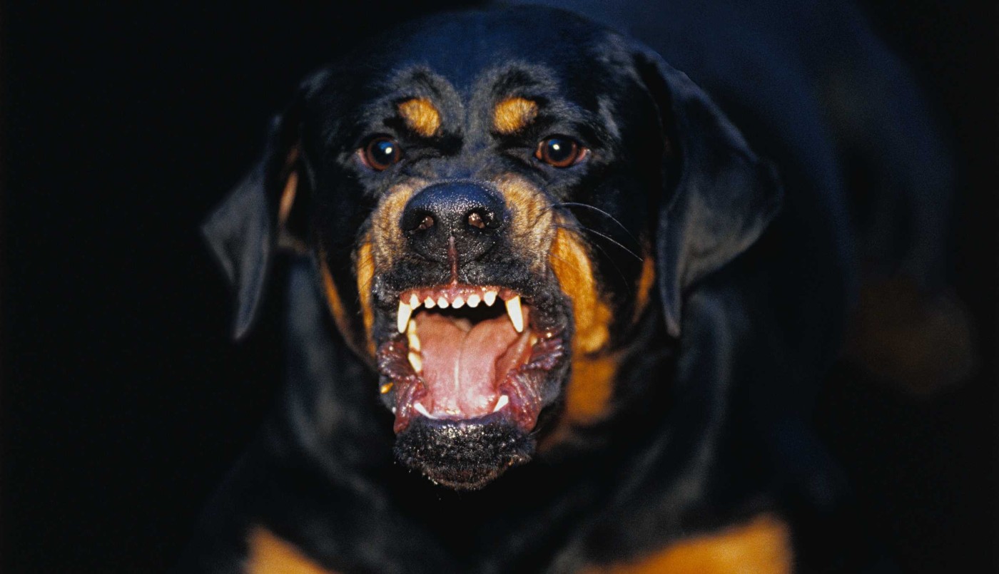 Mendoza: un rottweiler atacó a su dueña de 91 años y la mató | Actualidad