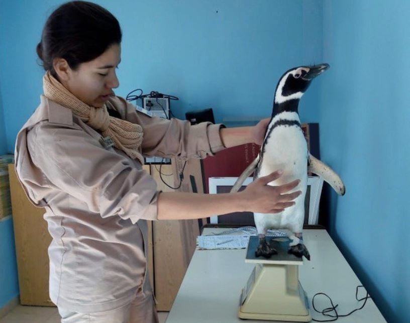 Video: liberan pingüinos en Quequén | Actualidad