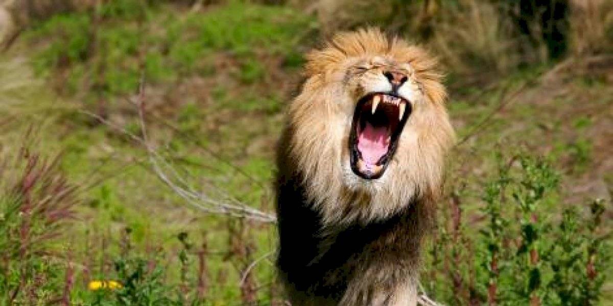 Un electricista fue a cobrar una deuda y le soltaron a un león para no pagarle | Curiosidades