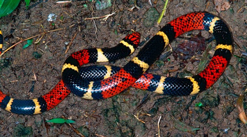 VIDEO: Un avispón impide que una serpiente se trague a otra | Curiosidades