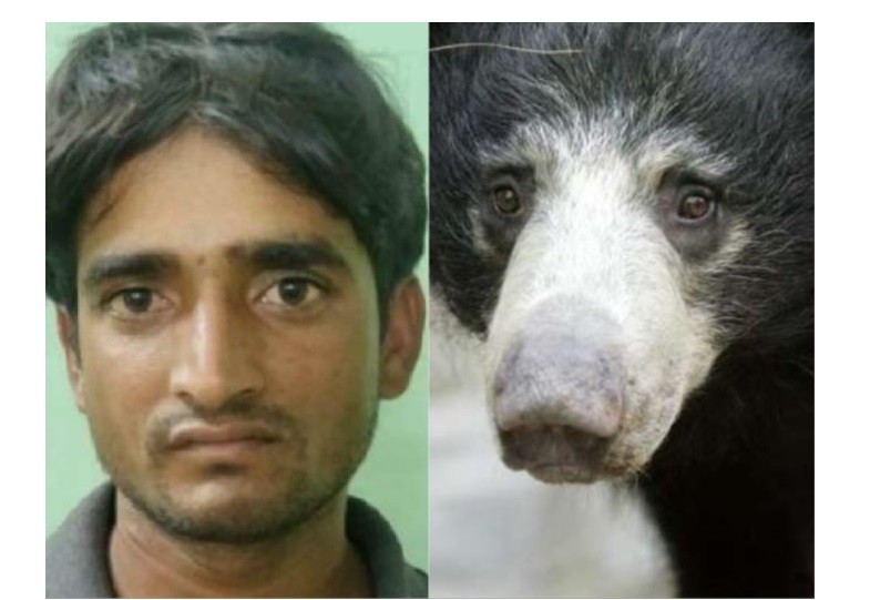 Tras seis años de búsqueda, apresaron al hombre que cazaba osos para comer su pene | Internacionales