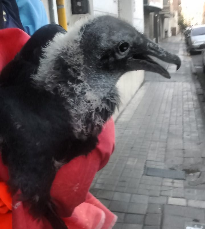 Rescataron un ave caída en pleno Centro de Córdoba | Córdoba
