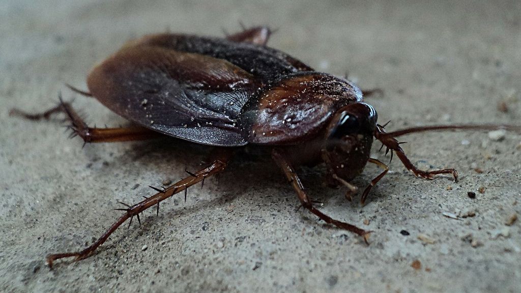 Tenía un intenso dolor de oídos, fue al hospital y le descubrieron 11 cucarachas | Curiosidades