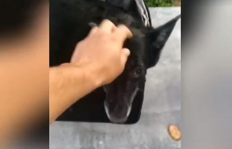 Video: así hallaron una perra encerrada en una valija que murió por un golpe de calor | Actualidad