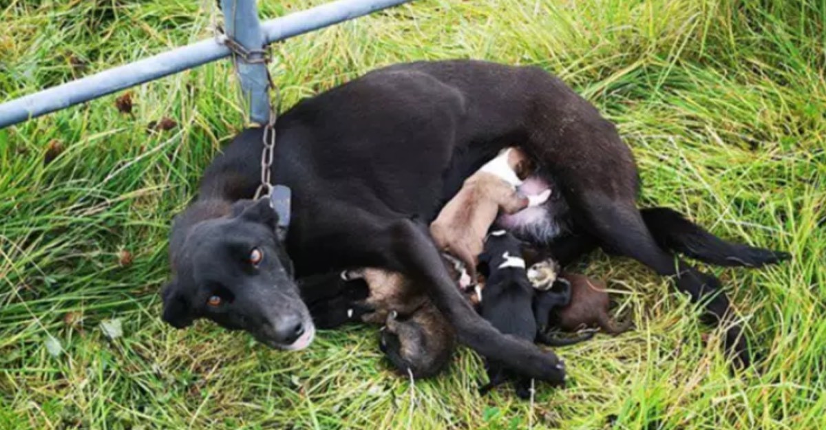 Abandonaron a una perra encadenada en la ruta y fue hallada mientras amamantaba a sus crías | Curiosidades