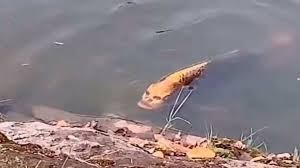 VIDEO: el aterrador pez con rostro humano que se hizo viral | Curiosidades