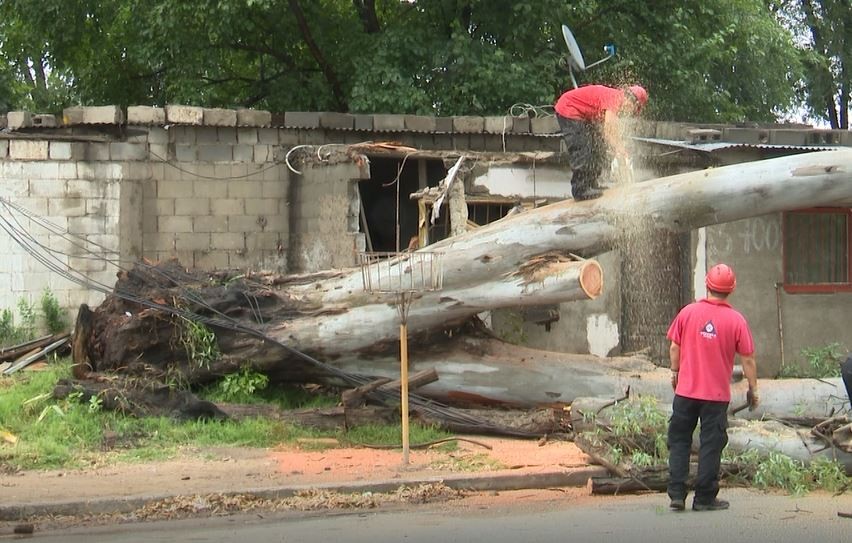 FOTOS - El viento golpeó fuerte al sur de la ciudad: dejó árboles caídos y cables cortados | Córdoba