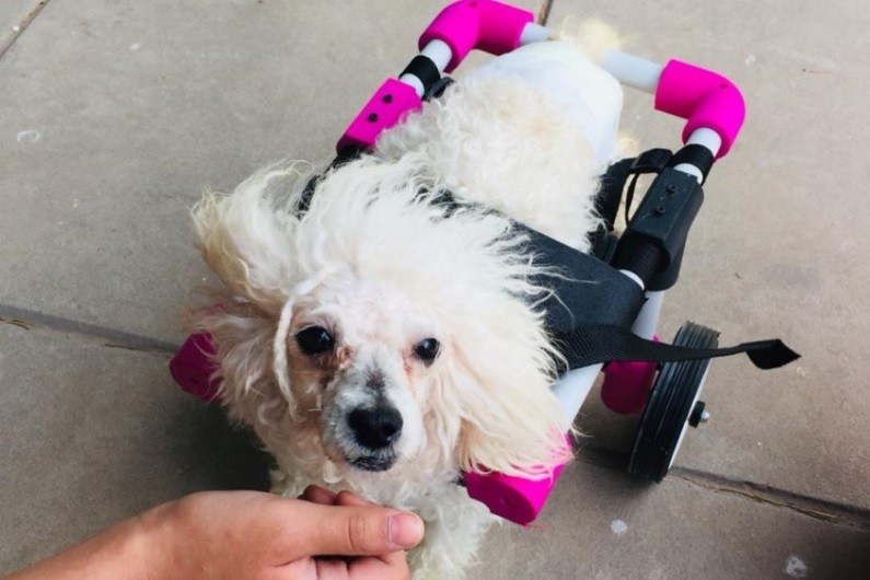 Una joven platense creó sillas de ruedas impresas en 3D para perritos inválidos | Actualidad