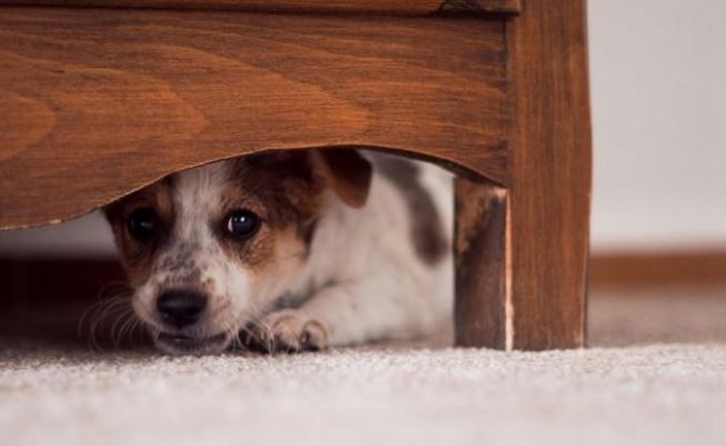 Polémica publicación del presidente de Guaraní de Posadas: "Si no te gustan los cohetes comprale orejeras" | Actualidad