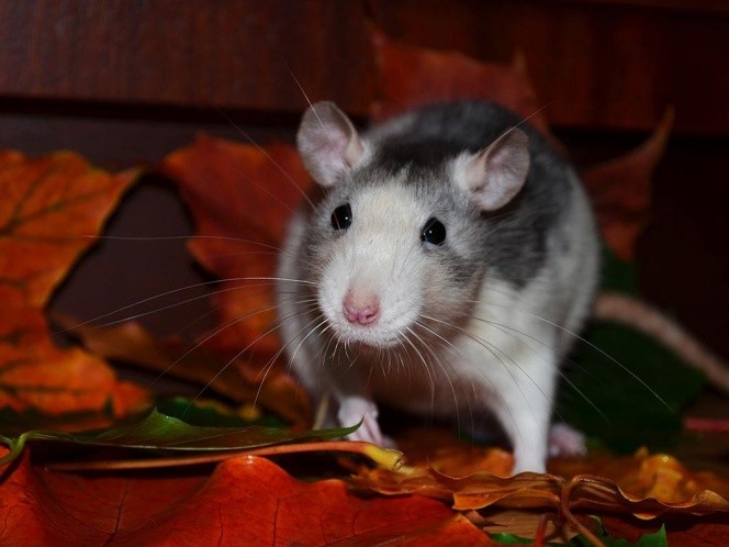 Horóscopo chino 2020: ¿cuándo arranca el año de la rata de metal? | Actualidad