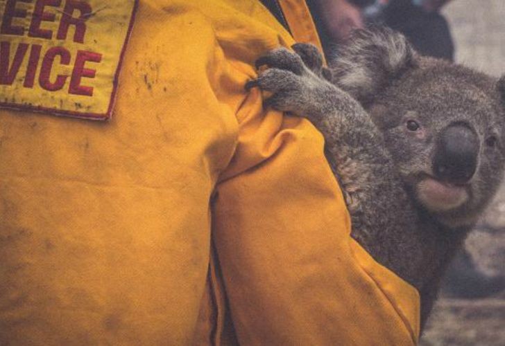 Tragedia: los incendios en Australia mataron a la mitad de los koalas | Internacionales