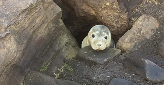 La tierna foto de una foca que escondía un verdadero peligro | Actualidad