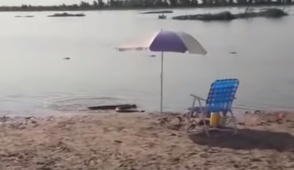 Alerta en el Litoral por aparición de anacondas | Actualidad