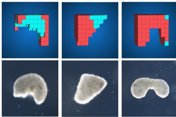 Científicos contruyeron los primeros "robots vivos" | Internacionales