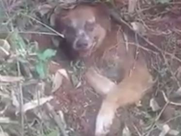Rescataron a un perro que fue enterrado vivo | Actualidad