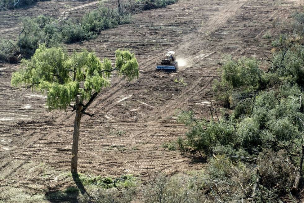 En 2019 se deforestaron más de 80.000 hectáreas de bosques en el norte argentino, según Greenpeace | Actualidad