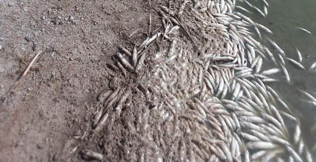 Prohíben el ingreso al predio de la laguna San Antonio por mortandad de miles de peces | Actualidad