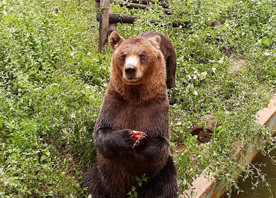 FOTOS: Osos pardos serán trasladados de Córdoba a Estados Unidos | Córdoba