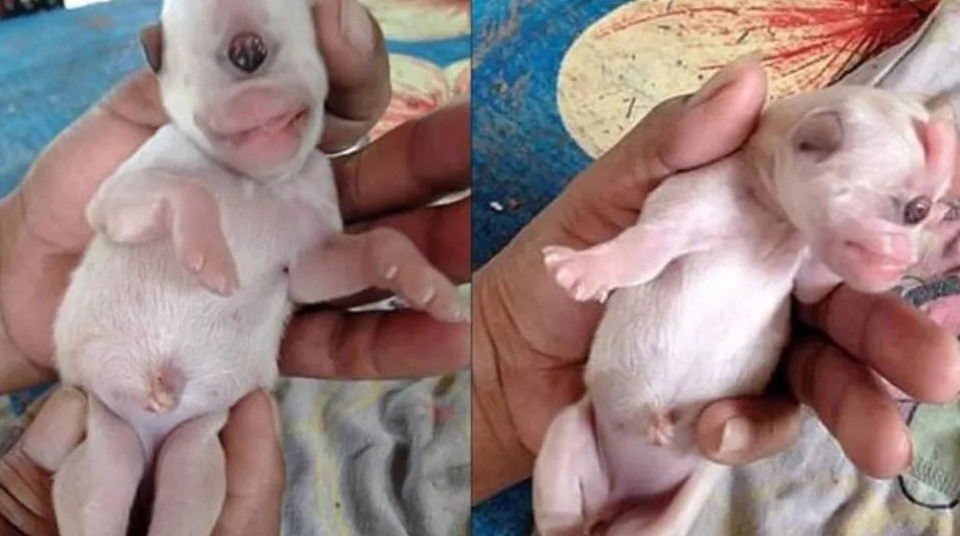 Conmoción en Tailandia por el nacimiento de un "cachorro cíclope" | Internacionales