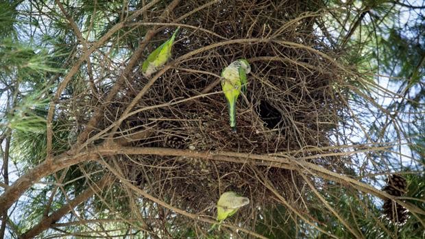 Madrid gastará 3 millones de euros para matar a las 12 mil cotorras argentinas | Internacionales