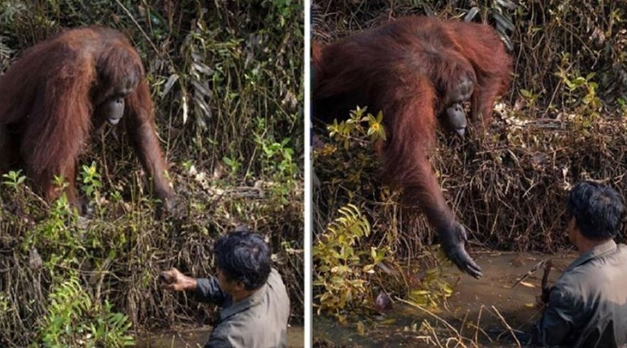 VIRAL: Orangután le da su mano a un hombre en un pantano | Redes