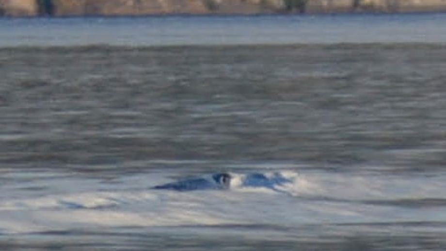 "El Nahuelito existe": nuevas fotos que reviven la leyenda de Bariloche | Actualidad