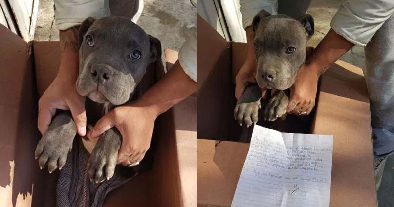 Un niño abandonó a su perro en un refugio para salvarlo de los maltratos de su padre | Actualidad