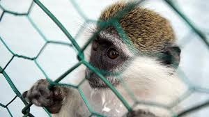 Inyectan el virus del coronavirus a monos de laboratorio para encontrar la vacuna | Actualidad