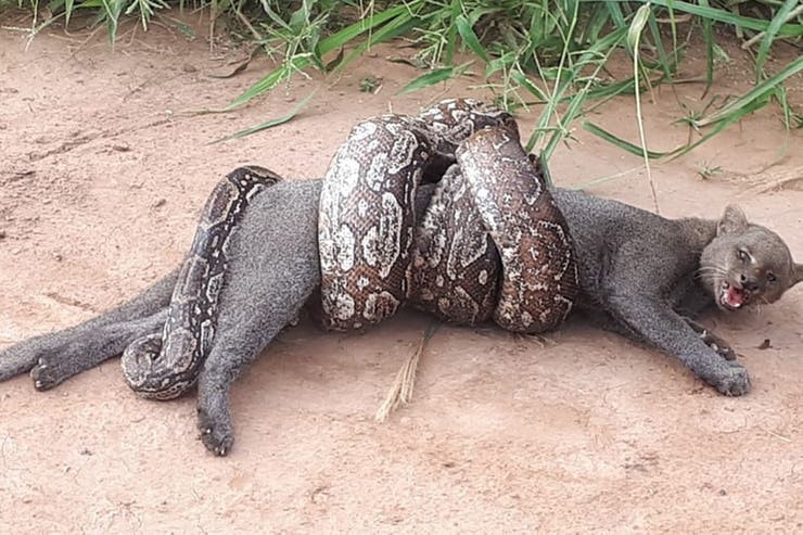 VIDEO: el impactante ataque de una boa lampalagua a un puma yaguarundi, en Salta | Actualidad