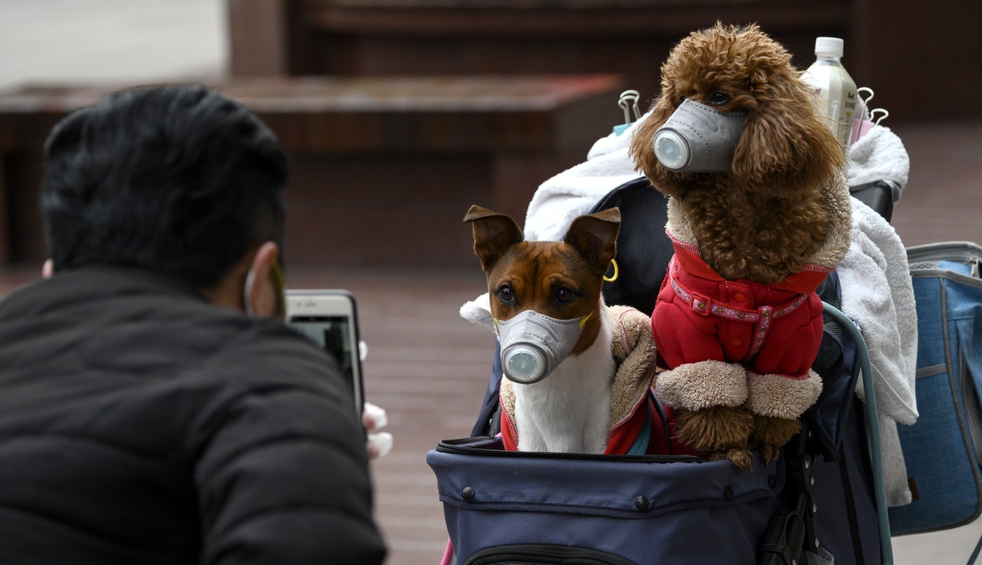Mascotas: los perros y gatos no pueden contraer el coronavirus | Actualidad