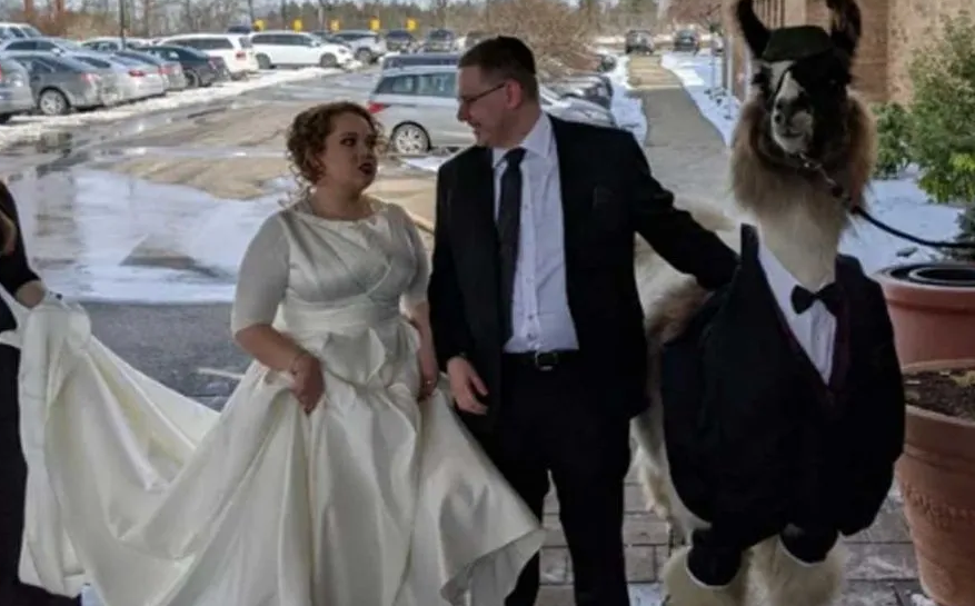 La extraña razón por la que un hombre llevó una llama al casamiento de su hermana | Curiosidades
