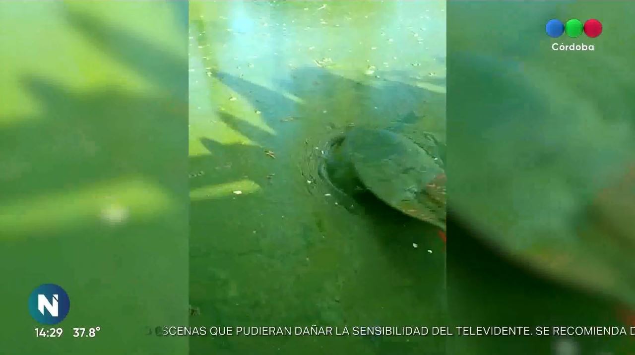 El Lago San Roque nuevamente tapado de algas | Córdoba