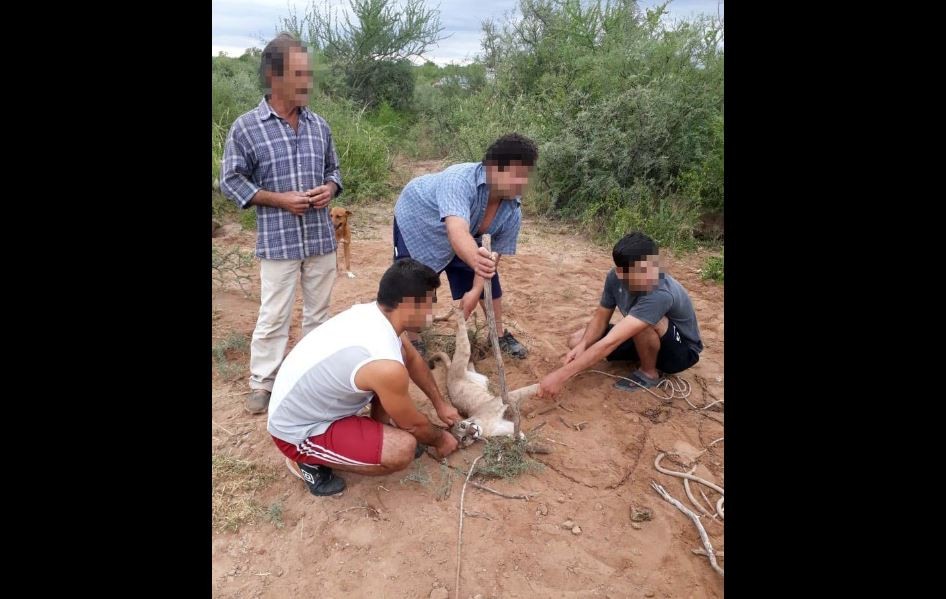 Cazadores cazados: los capturaron en el momento que tenían un puma entrampado | Córdoba