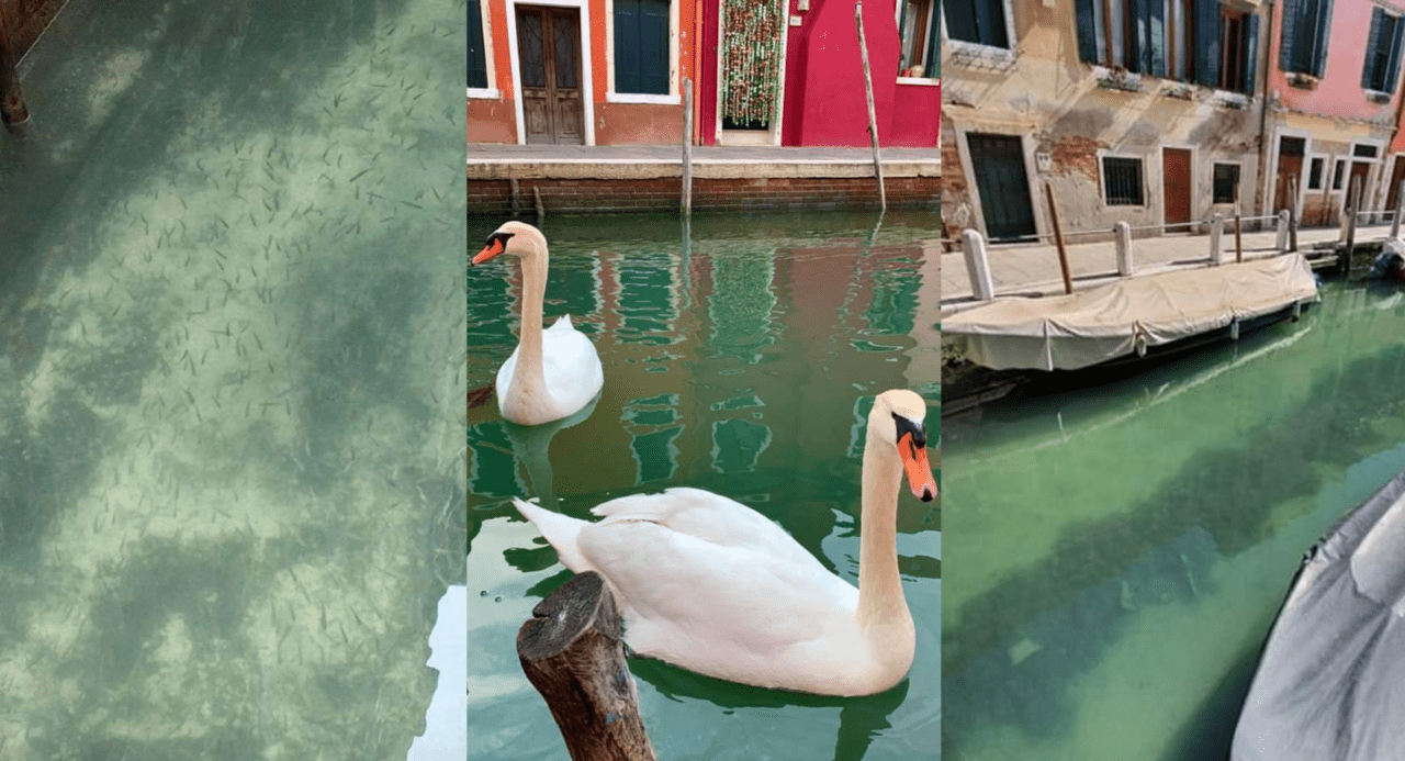 Coronavirus: volvieron los peces y cisnes a las "calles" de Venecia | Internacionales