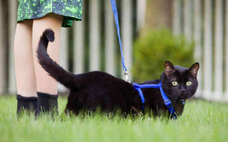 Un gato portador del coronavirus en Bélgica, un caso "aislado" según expertos | Curiosidades