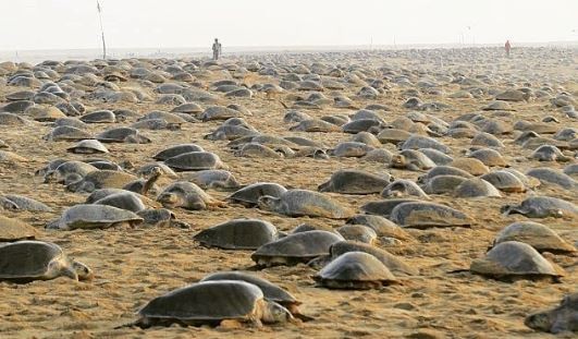 Miles de tortugas anidaron en las playas vacías por la cuarentena en la India | Internacionales