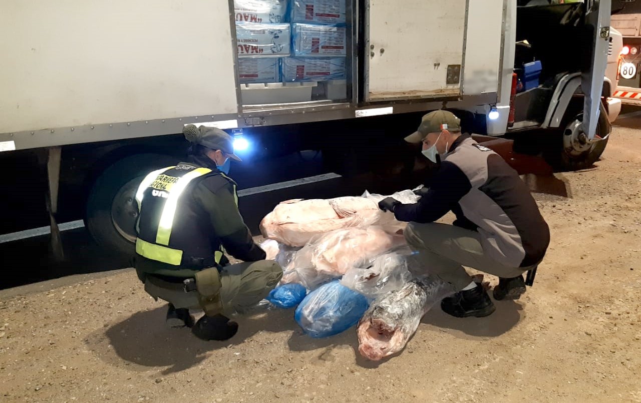 FOTOS: secuestran más de una tonelada de pescados transportados en camiones | Córdoba