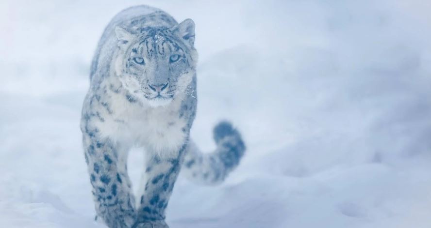 Efecto cuarentena en Rusia: captan por primera vez en años al leopardo de las nieves | Internacionales