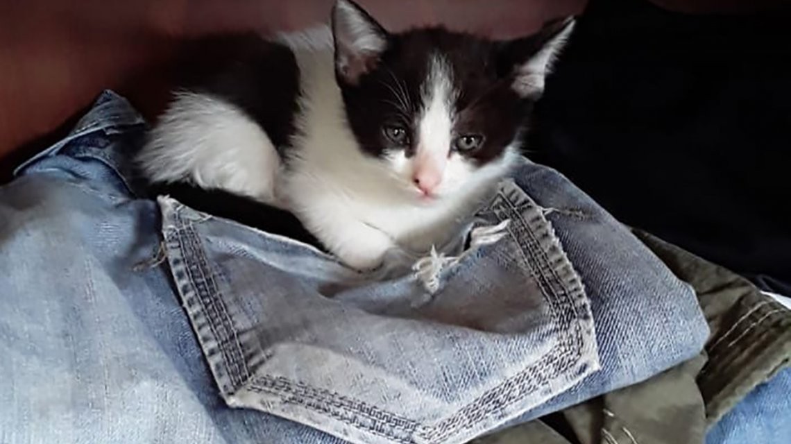 Cuarentena feroz: mató al gatito del vecino de un tiro porque "le robó una empanada" | Actualidad