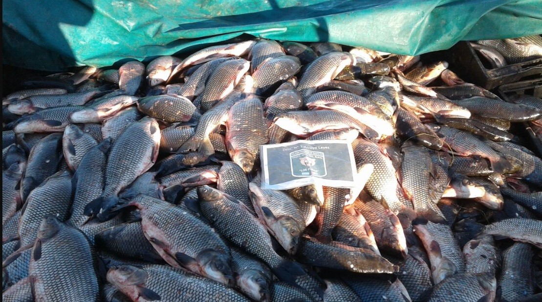 Decomisaron 4000 kilos de pescado en Entre Ríos | Actualidad