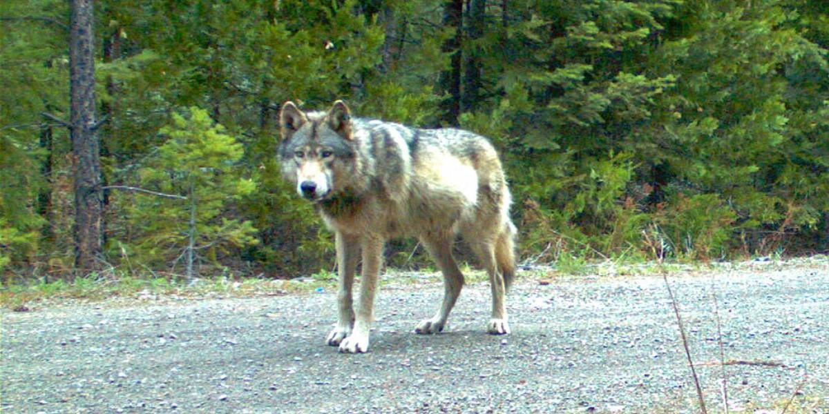 Después de 100 años vieron un lobo gris en Francia: creían que estaba extinguido | Internacionales
