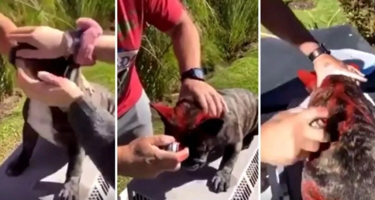 Video: un hombre pintó a su perro con aerosol y subió las imágenes a sus redes sociales | Actualidad