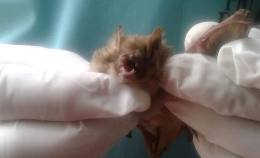 Murciélagos en San Luis: activan protocolo por "positivos al virus rábico" | Actualidad