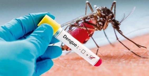 Científicos advierten que el mosquito del dengue se adaptó para sobrevivir al frío | Actualidad