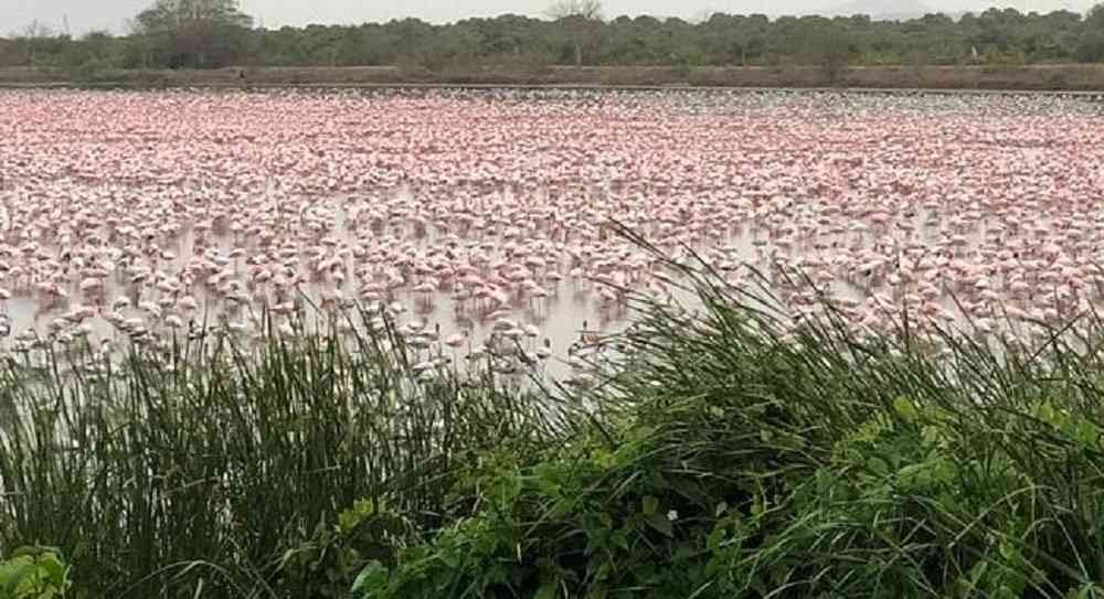 El lado b del coronavirus: una "alfombra rosa" de flamencos cubrió un lago de la India | Internacionales