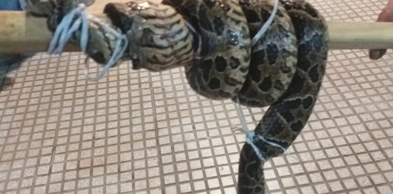 Una yarará atacó a un hombre en el barrio porteño de Retiro | Actualidad